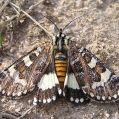 Apina callisto (Pasture Day Moth) at Kambah, ACT - 13 Apr 2017 by MatthewFrawley