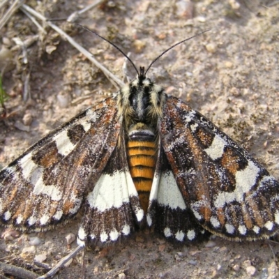 Apina callisto (Pasture Day Moth) at Kambah, ACT - 13 Apr 2017 by MatthewFrawley