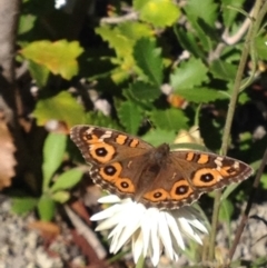 Junonia villida (Meadow Argus) at Acton, ACT - 7 Apr 2017 by PeterR