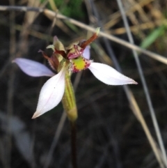 Eriochilus cucullatus (Parson's Bands) at Mount Taylor - 8 Apr 2017 by PeterR