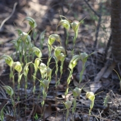 Diplodium ampliatum (Large Autumn Greenhood) at Kambah, ACT - 8 Apr 2017 by PeterR