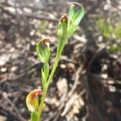 Speculantha rubescens (Blushing Tiny Greenhood) at O'Connor, ACT - 14 Apr 2017 by JanetRussell