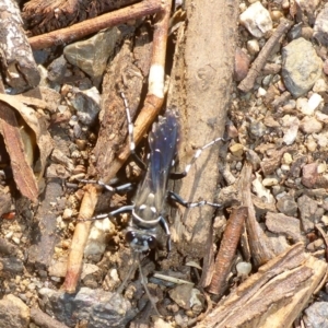 Turneromyia sp. (genus) at O'Connor, ACT - 14 Apr 2017