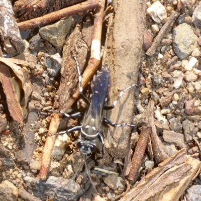 Turneromyia sp. (genus) (Zebra spider wasp) at O'Connor, ACT - 14 Apr 2017 by JanetRussell