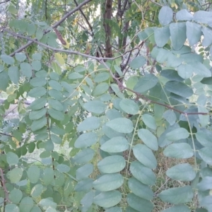 Robinia pseudoacacia at Symonston, ACT - 14 Apr 2017