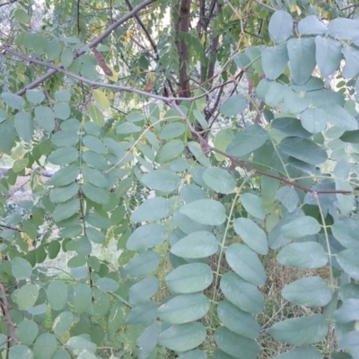 Robinia pseudoacacia (Black Locust) at Symonston, ACT - 14 Apr 2017 by Mike