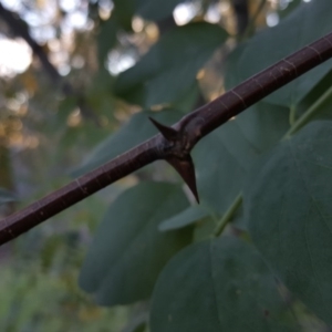 Robinia pseudoacacia at Symonston, ACT - 14 Apr 2017 04:39 PM