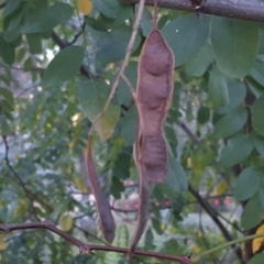 Robinia pseudoacacia at Symonston, ACT - 14 Apr 2017