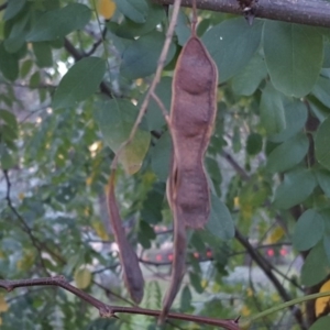 Robinia pseudoacacia at Symonston, ACT - 14 Apr 2017