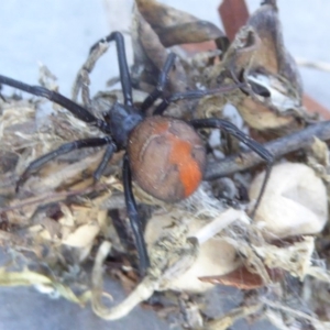 Latrodectus hasselti at Reid, ACT - 7 Apr 2017