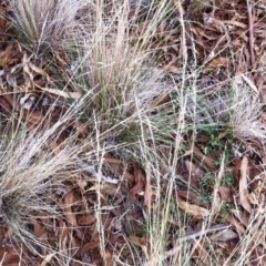 Poa sieberiana var. sieberiana at Hughes, ACT - 13 Apr 2017 12:00 AM