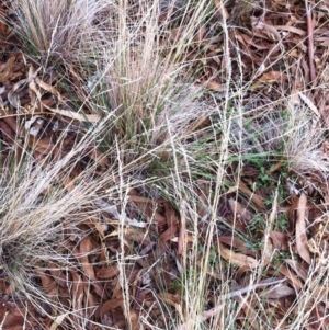 Poa sieberiana var. sieberiana at Hughes, ACT - 13 Apr 2017 12:00 AM