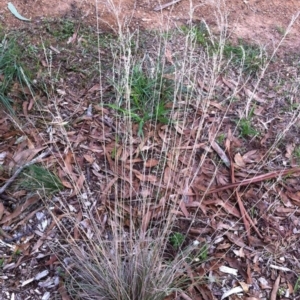 Poa sieberiana var. sieberiana at Hughes, ACT - 13 Apr 2017 12:00 AM