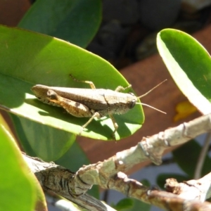 Phaulacridium vittatum at Reid, ACT - 21 Feb 2017