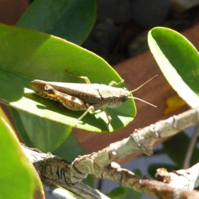 Phaulacridium vittatum (Wingless Grasshopper) at Reid, ACT - 21 Feb 2017 by AndyRussell