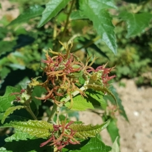 Adriana tomentosa var. tomentosa at Stromlo, ACT - 26 Mar 2017