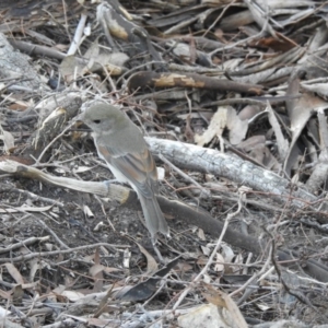 Pachycephala pectoralis at Acton, ACT - 14 Apr 2017 12:00 AM