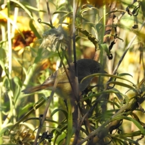 Acanthiza pusilla at Acton, ACT - 14 Apr 2017