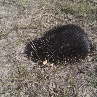 Tachyglossus aculeatus (Short-beaked Echidna) at Mulligans Flat - 14 Apr 2017 by jmhatley