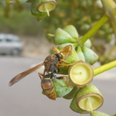 Polistes (Polistella) humilis at Acton, ACT - 13 Apr 2017 02:44 PM