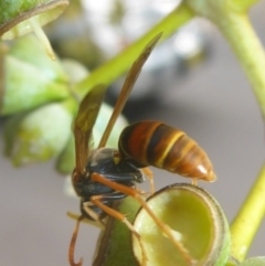 Polistes (Polistella) humilis at Acton, ACT - 13 Apr 2017 02:44 PM