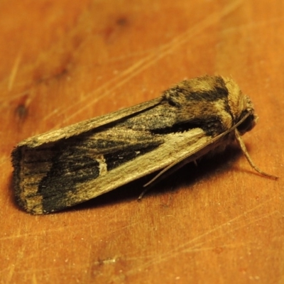 Proteuxoa tortisigna (Streaked Rictonis Moth) at Pollinator-friendly garden Conder - 3 Apr 2017 by michaelb