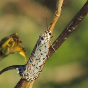 Utetheisa pulchelloides at Urambi Hills - 14 Apr 2017 06:02 PM