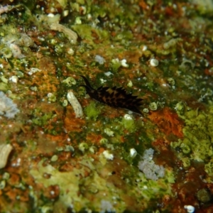Placida cremoniana at The Blue Pool, Bermagui - 9 Apr 2017 11:41 AM