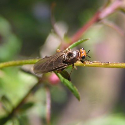 Inopus rubriceps (Sugarcane Soldier Fly) at Kambah, ACT - 14 Apr 2017 by MatthewFrawley