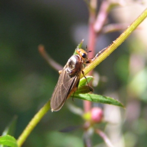 Inopus rubriceps at Kambah, ACT - 14 Apr 2017