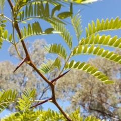 Gleditsia triacanthos (Honey Locust, Thorny Locust) at O'Malley, ACT - 15 Apr 2017 by Mike