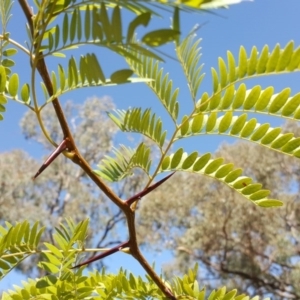 Gleditsia triacanthos at O'Malley, ACT - 15 Apr 2017