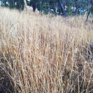 Phalaris aquatica at Hughes, ACT - 28 Feb 2017 12:00 AM