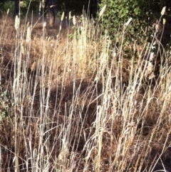 Phalaris aquatica at Hughes, ACT - 28 Feb 2017 12:00 AM