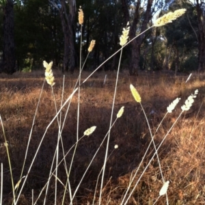 Phalaris aquatica at Hughes, ACT - 28 Feb 2017 12:00 AM