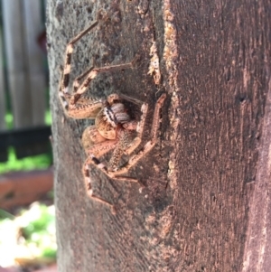 Neosparassus calligaster at Cook, ACT - 15 Apr 2017 01:21 PM