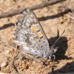 Lucia limbaria (Chequered Copper) at Bullen Range - 15 Apr 2017 by MatthewFrawley