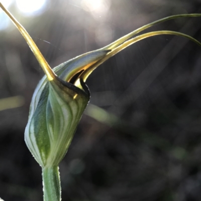 Diplodium laxum (Antelope greenhood) at P11 - 15 Apr 2017 by AaronClausen