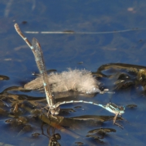 Austrolestes leda at Urambi Hills - 14 Apr 2017 05:48 PM