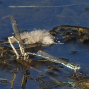 Austrolestes leda at Urambi Hills - 14 Apr 2017