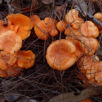 Cantharellus concinnus (Pink Chantarelle) at Bermagui, NSW - 8 Apr 2017 by narelle