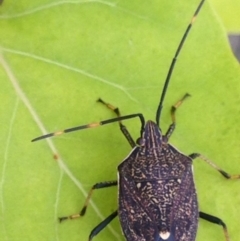 Poecilometis strigatus at Burra, NSW - 15 Apr 2017