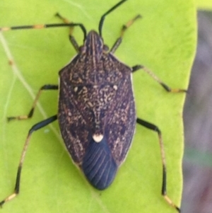 Poecilometis strigatus at Burra, NSW - 15 Apr 2017 08:39 PM