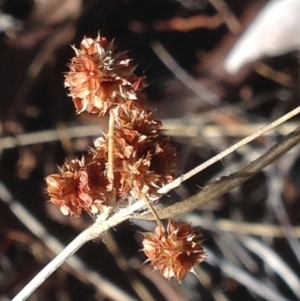 Luzula densiflora at Burra, NSW - 15 Apr 2017 08:40 PM