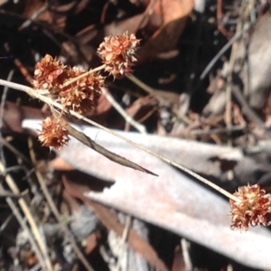 Luzula densiflora at Burra, NSW - 15 Apr 2017 08:40 PM