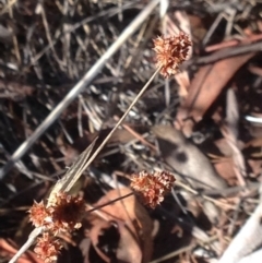 Luzula densiflora at Burra, NSW - 15 Apr 2017 08:40 PM