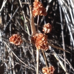 Luzula densiflora at Burra, NSW - 15 Apr 2017 08:40 PM