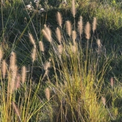 Cenchrus purpurascens (Swamp Foxtail) at Urambi Hills - 14 Apr 2017 by michaelb