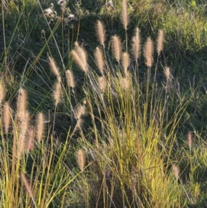 Cenchrus purpurascens at Urambi Hills - 14 Apr 2017