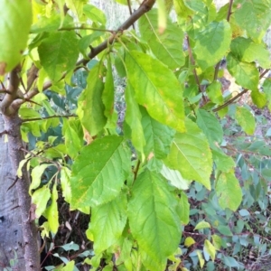 Prunus sp. at Garran, ACT - 15 Apr 2017